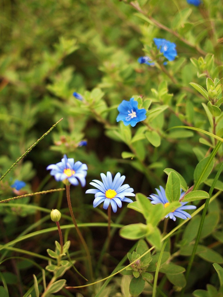 ひそやかに秋を楽しむ ⅡⅩⅥ