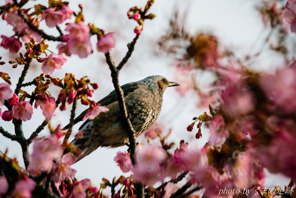 500mmはつらいよ