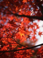 冬照葉 拾玖