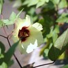夏の終わりにⅤ