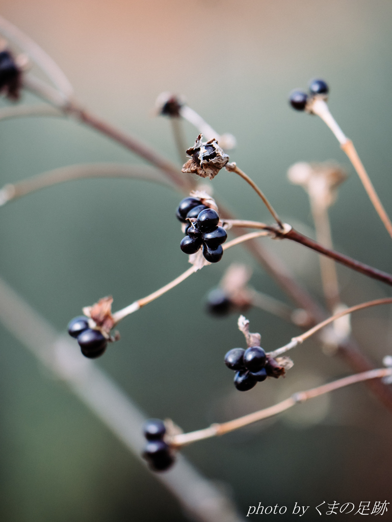 黒豆を思い出す