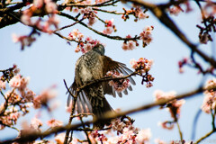 懐かしのイナバうわー