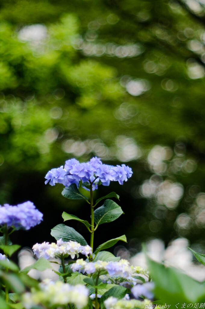 雨あがる