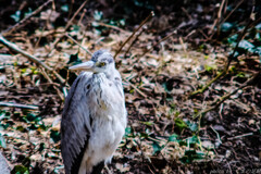 試し鳥