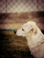 首輪のない犬