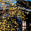 漂う春