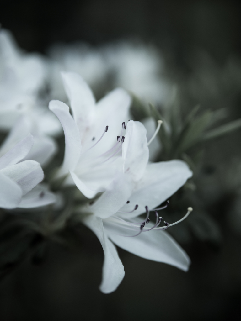 貴賓