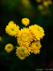 季節の花