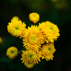 季節の花