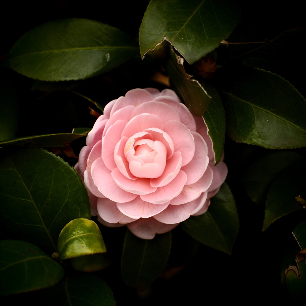 華