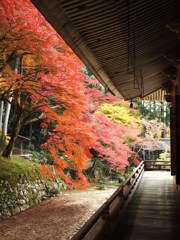 京都補完計画 其ノ伍拾参