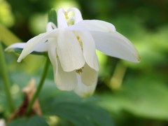 初夏の彩り ⅩⅦ