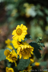 アツサニマケズ