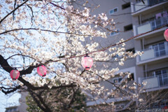 桜祭り前夜