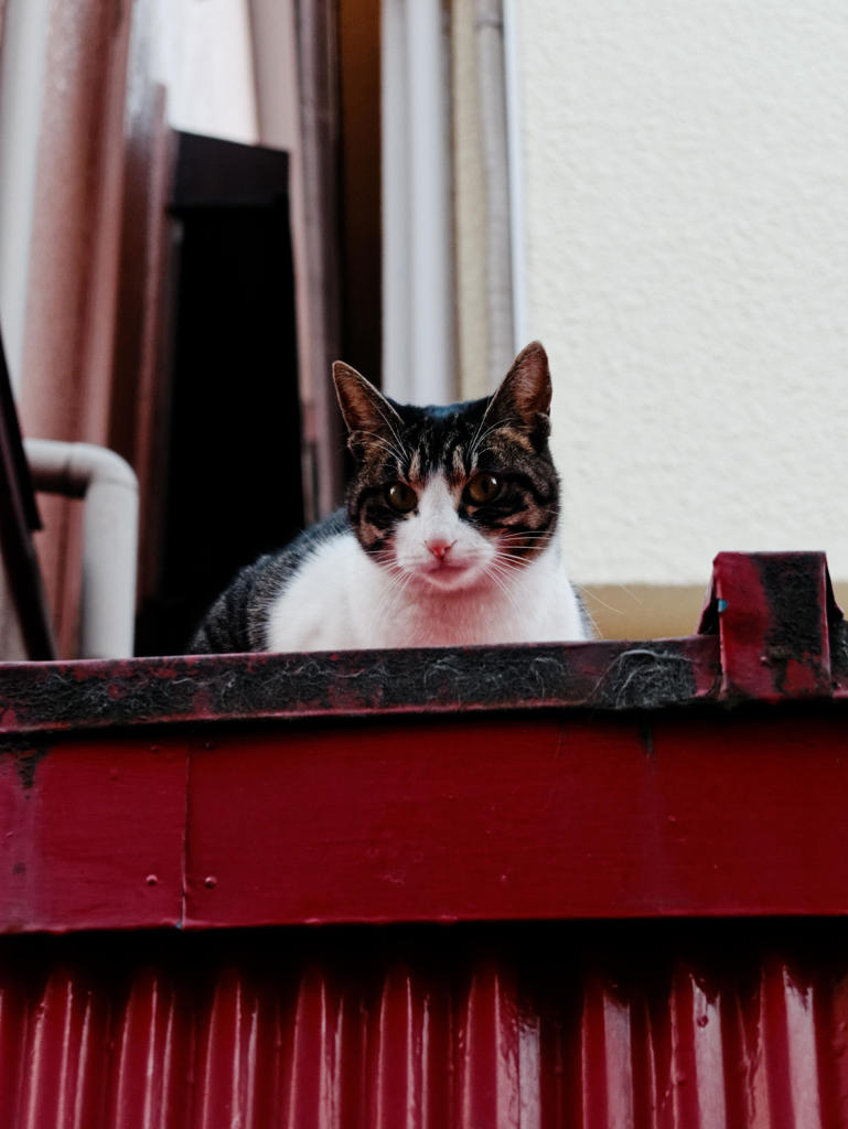 CAT ON RED