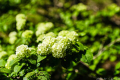 エブリグリーン