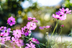 小春秋桜