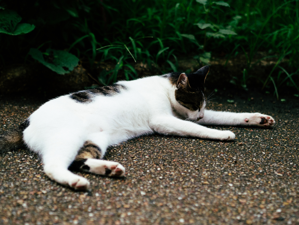 夏の魔物ⅩⅧ