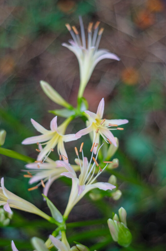 花柄