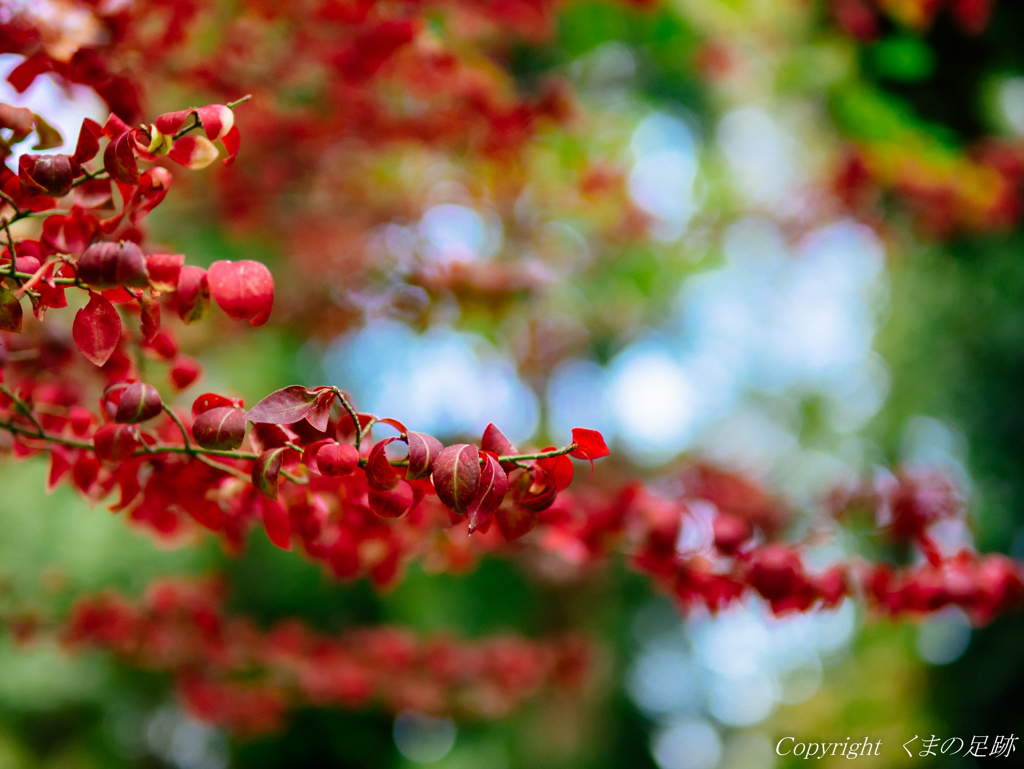 高揚×紅葉