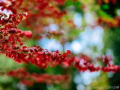 高揚×紅葉