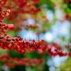 高揚×紅葉