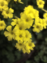 花明り