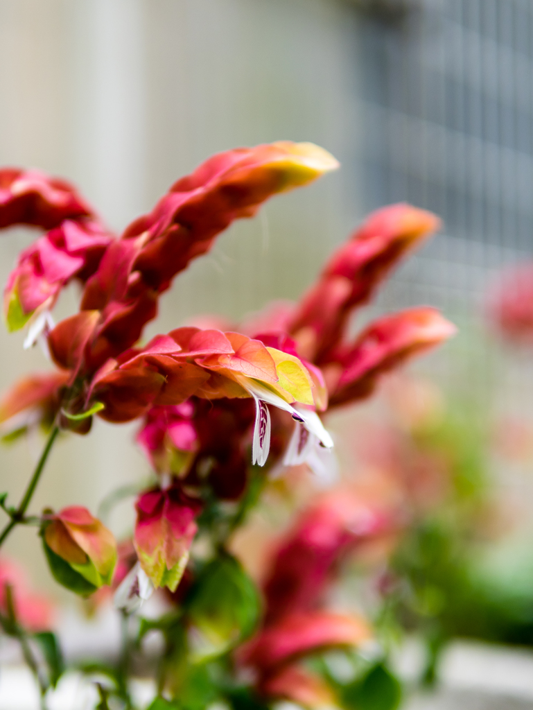 エビが食べたくなるのは･･･