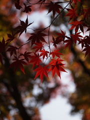 紅影絵