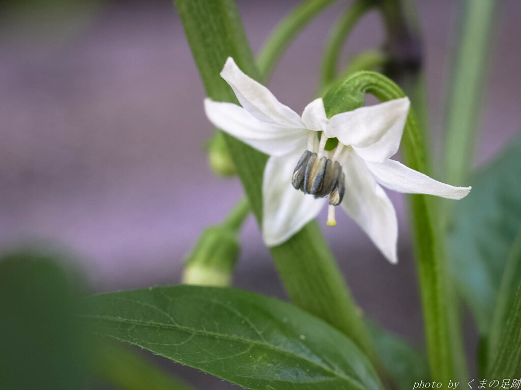 ナスカの花