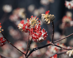 春陽陽