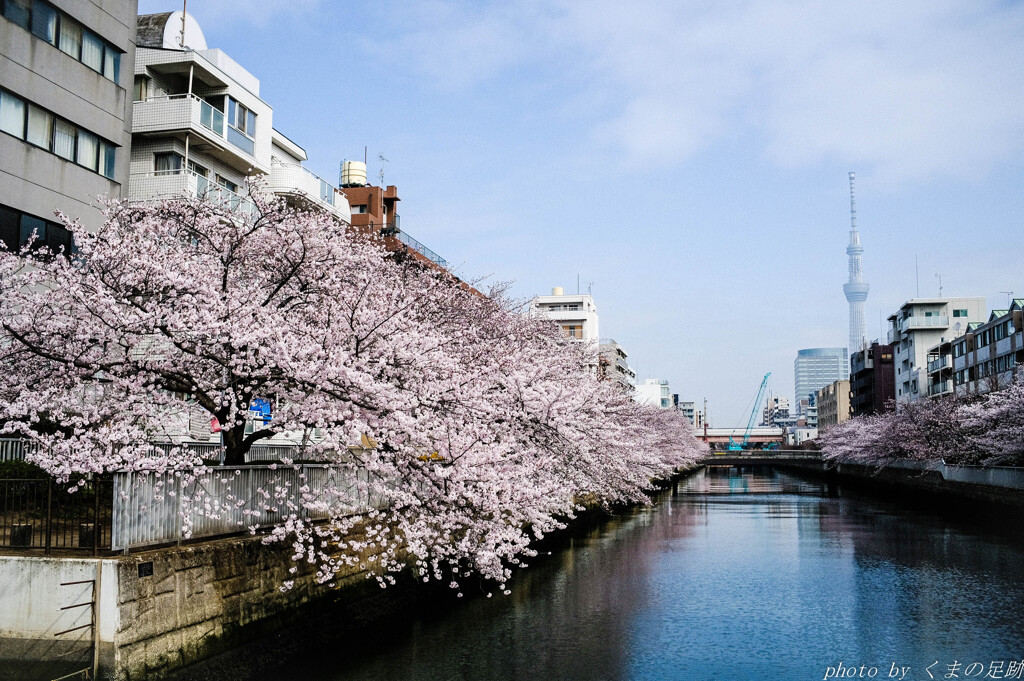 桜色雪洞