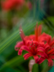 届かない声：30ｍｍ