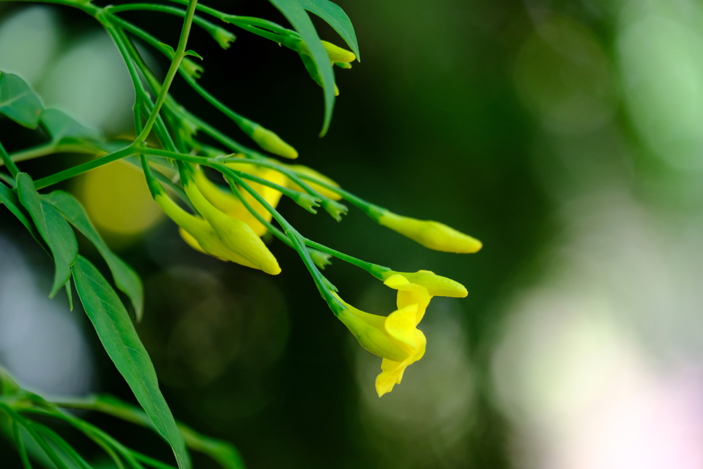 しなやかに生きよう