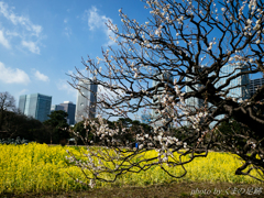 ウメと菜：PANA 15mm