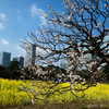 ウメと菜：PANA 15mm