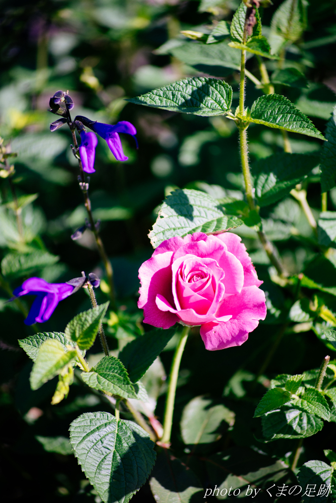 そりゃぁ愛だよ