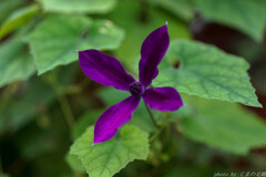 ディープパープル