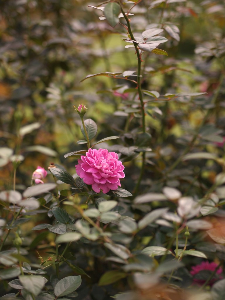 ひそやかに秋を楽しむ ⅥⅩⅤ