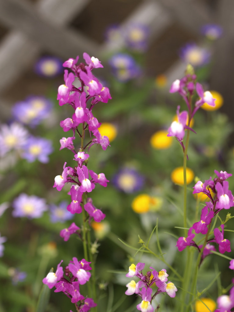 総天然色　再び