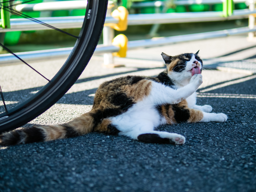 朝にゃん
