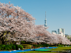 お花見日和