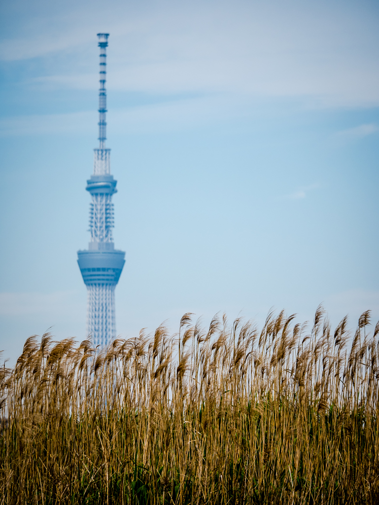 風はただやさしく