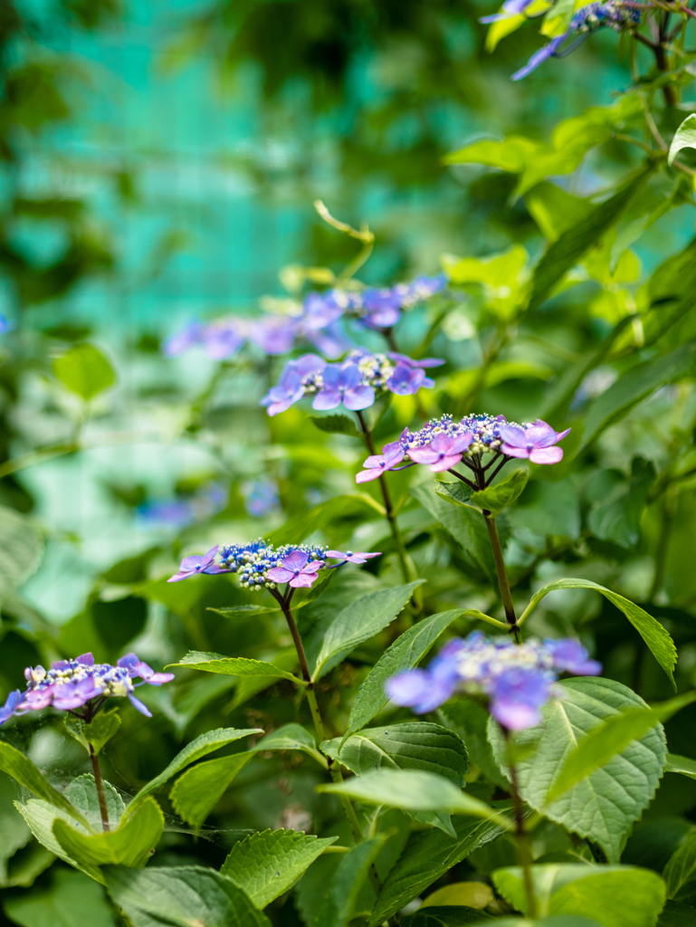 ひとあめください