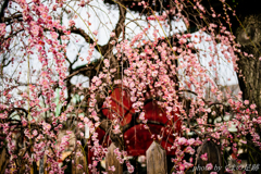 ウメ降ル