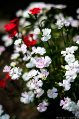  Mother and Child Reunion