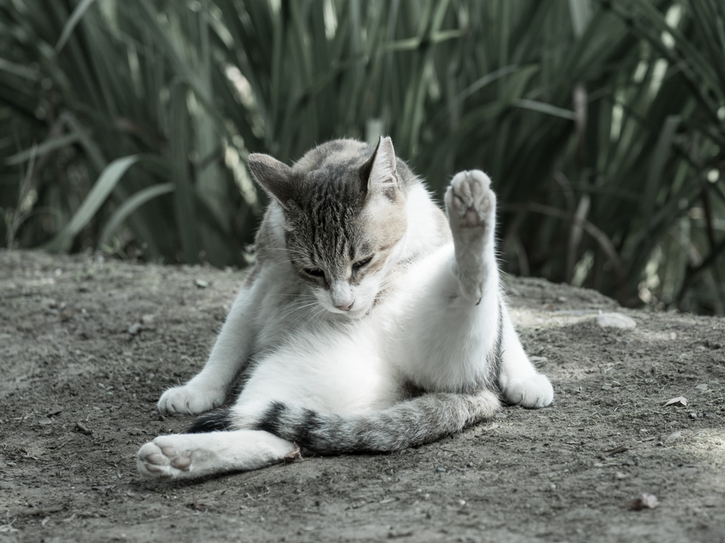 手のひらに乗りそうな