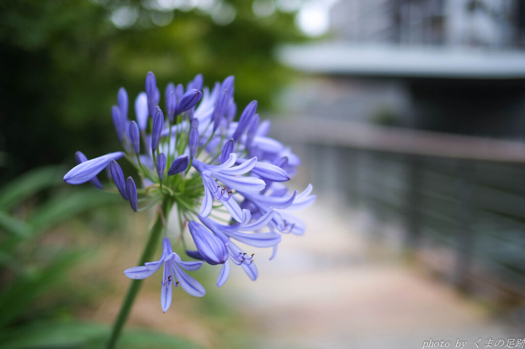 答えのない花