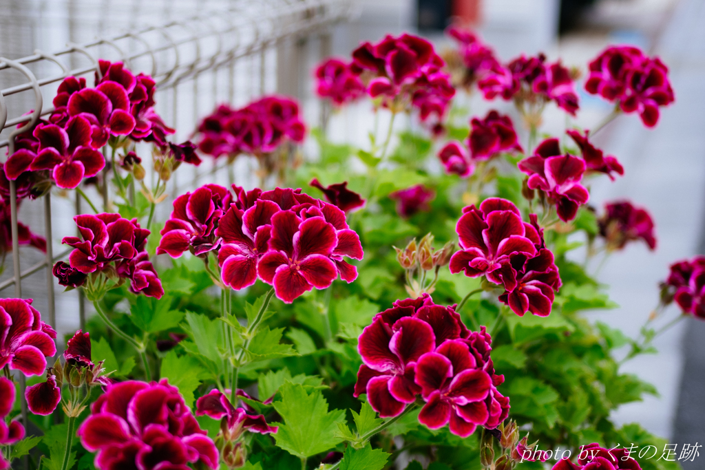 欲しがりません･･･着くまでは。