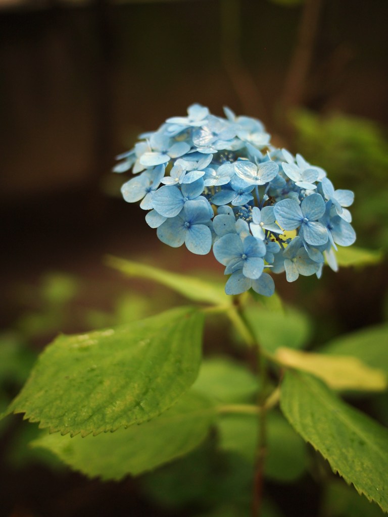 Rainy Day ⅩⅠ